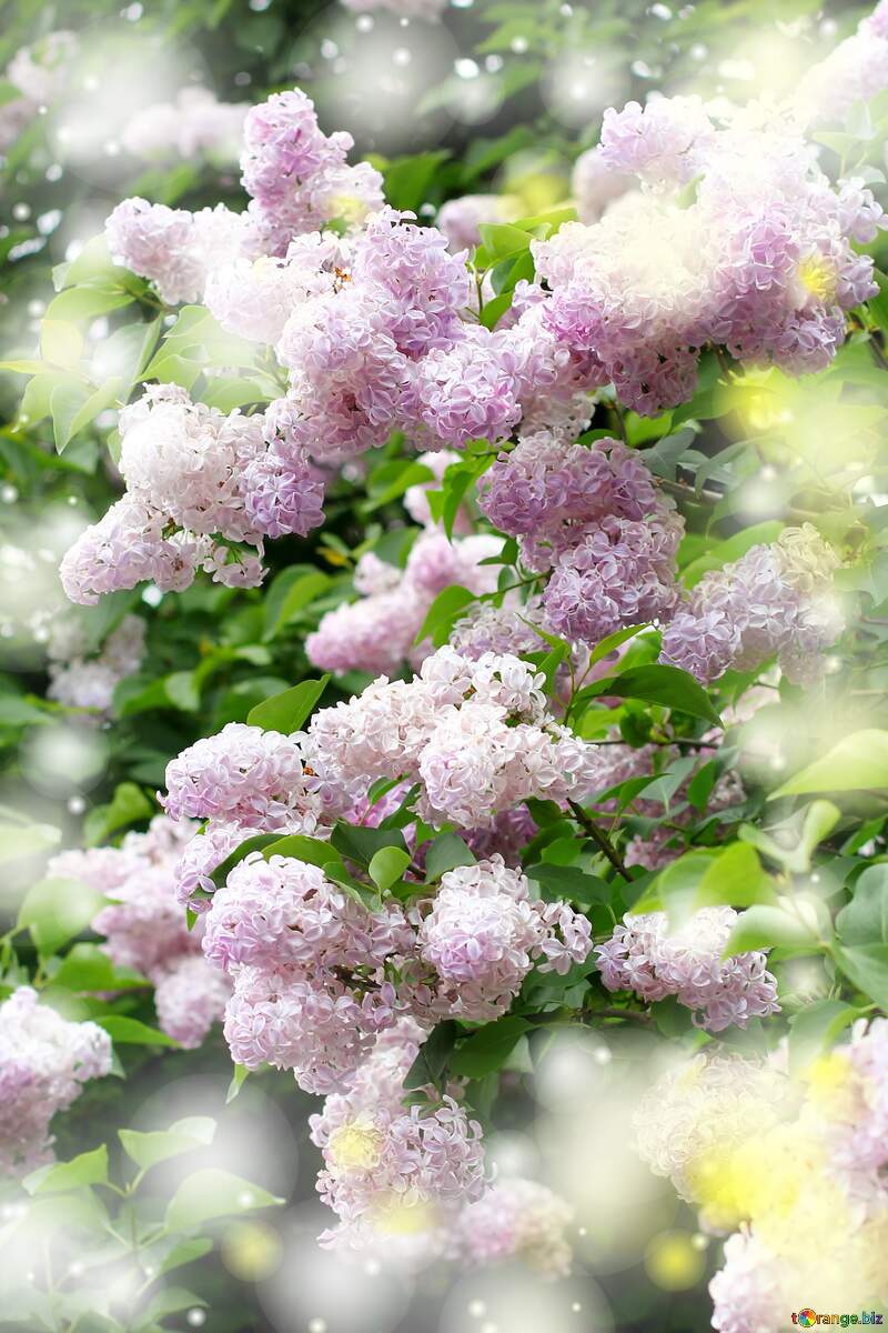 Lilac pink flower background №37507