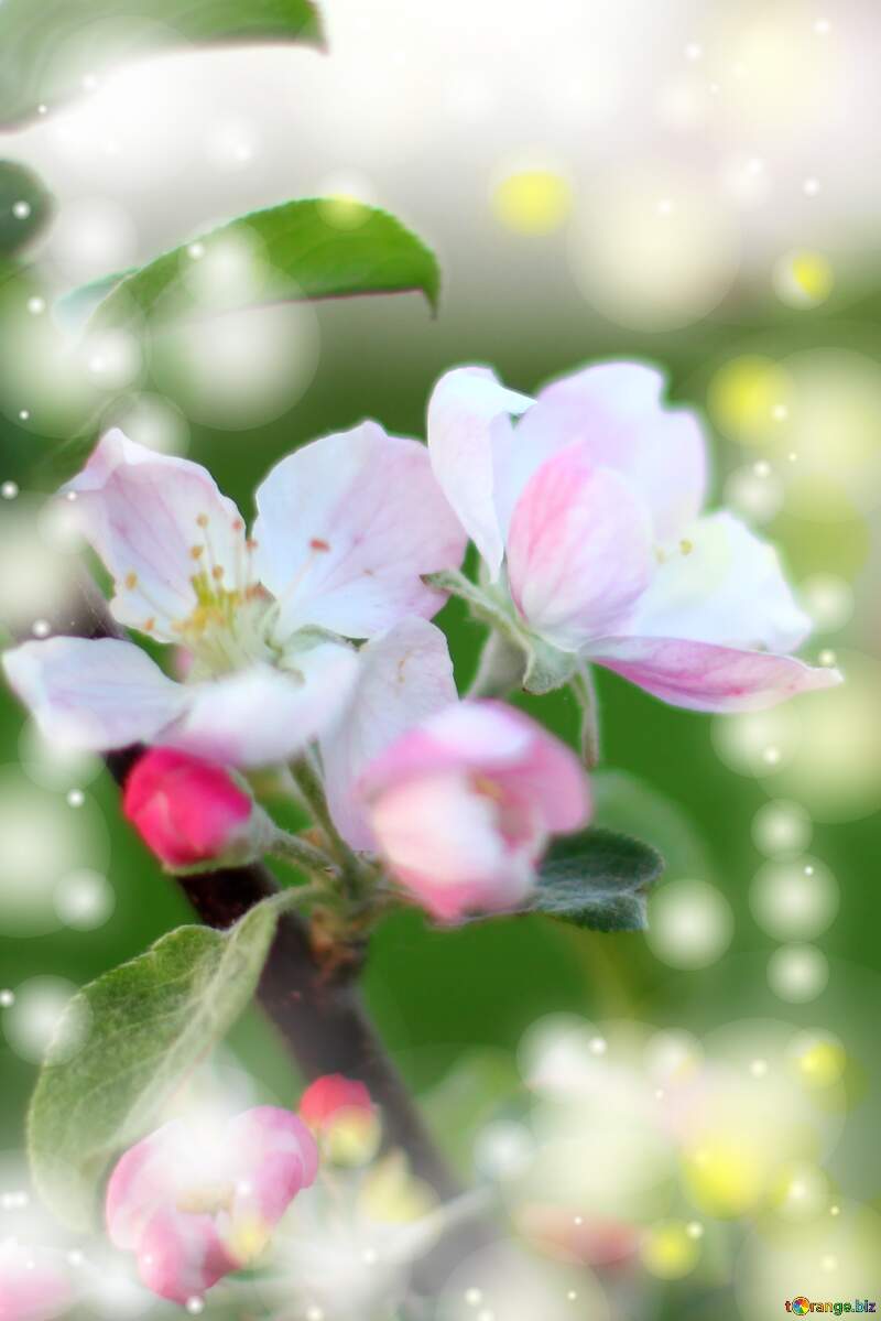 Macro flower Apple background №32432