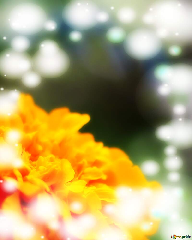 Marigold background №33464