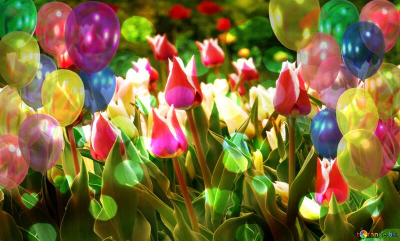 Multicolored tulips birthday background №31255