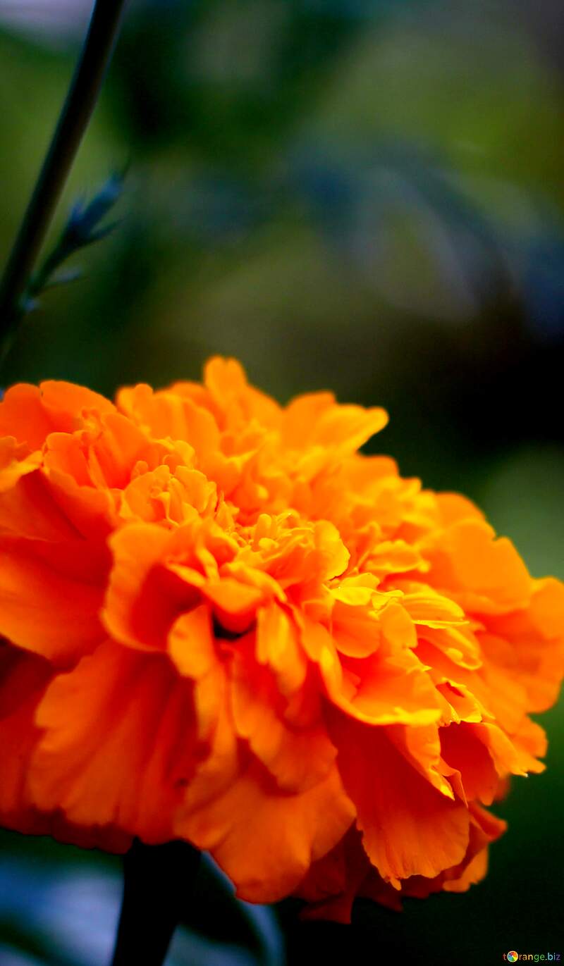 Orange Marigold flower background №33464