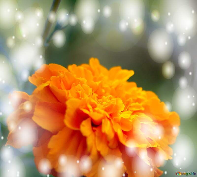Orange Marigold flower blokeh background №33464