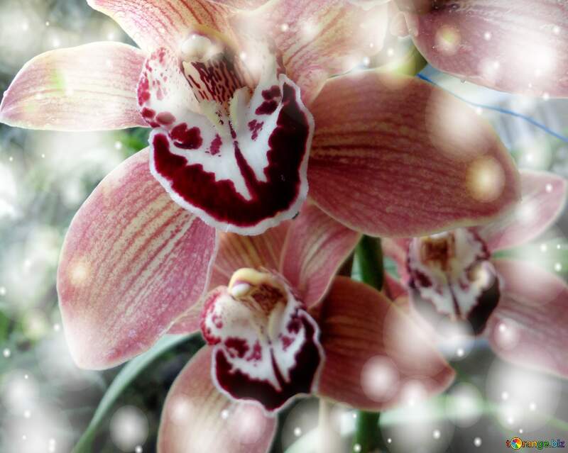 Orchid flowers background №29304