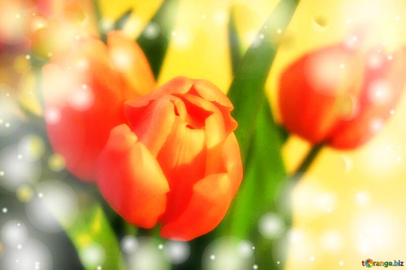 Pink flower tulip background №948