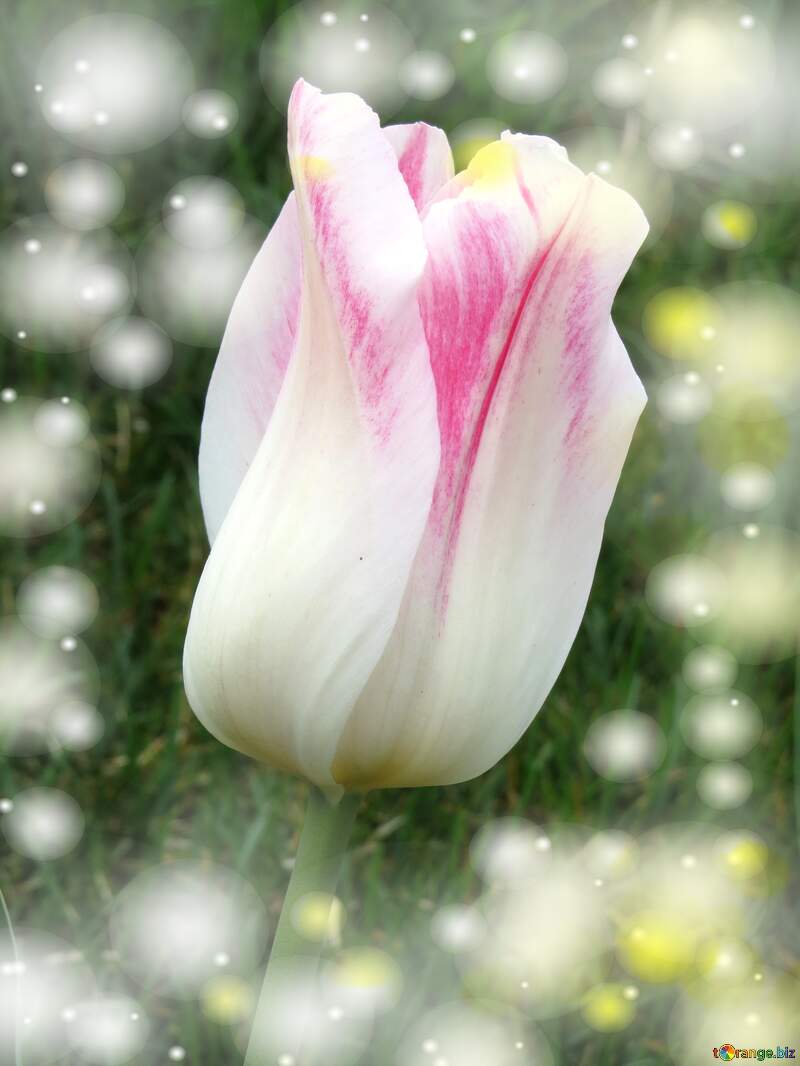 Pink Tulip background №31157