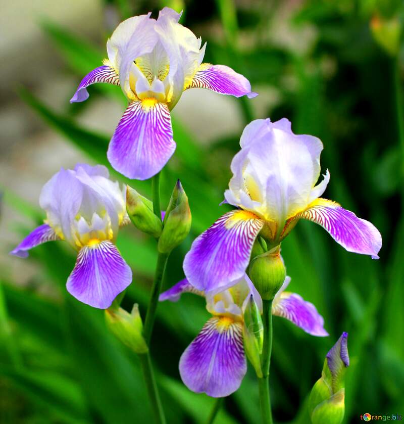 plant Iris flower №22357