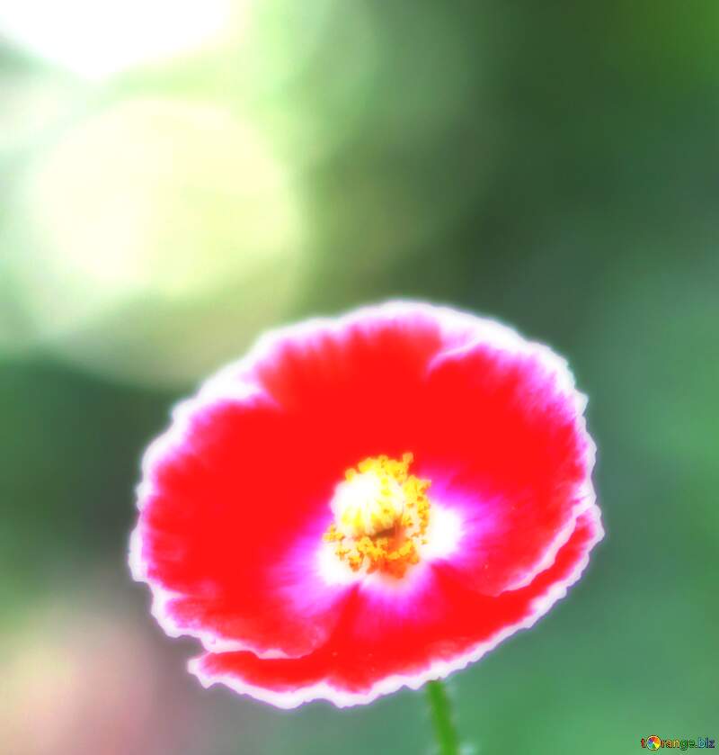 Poppy Flower background №42472