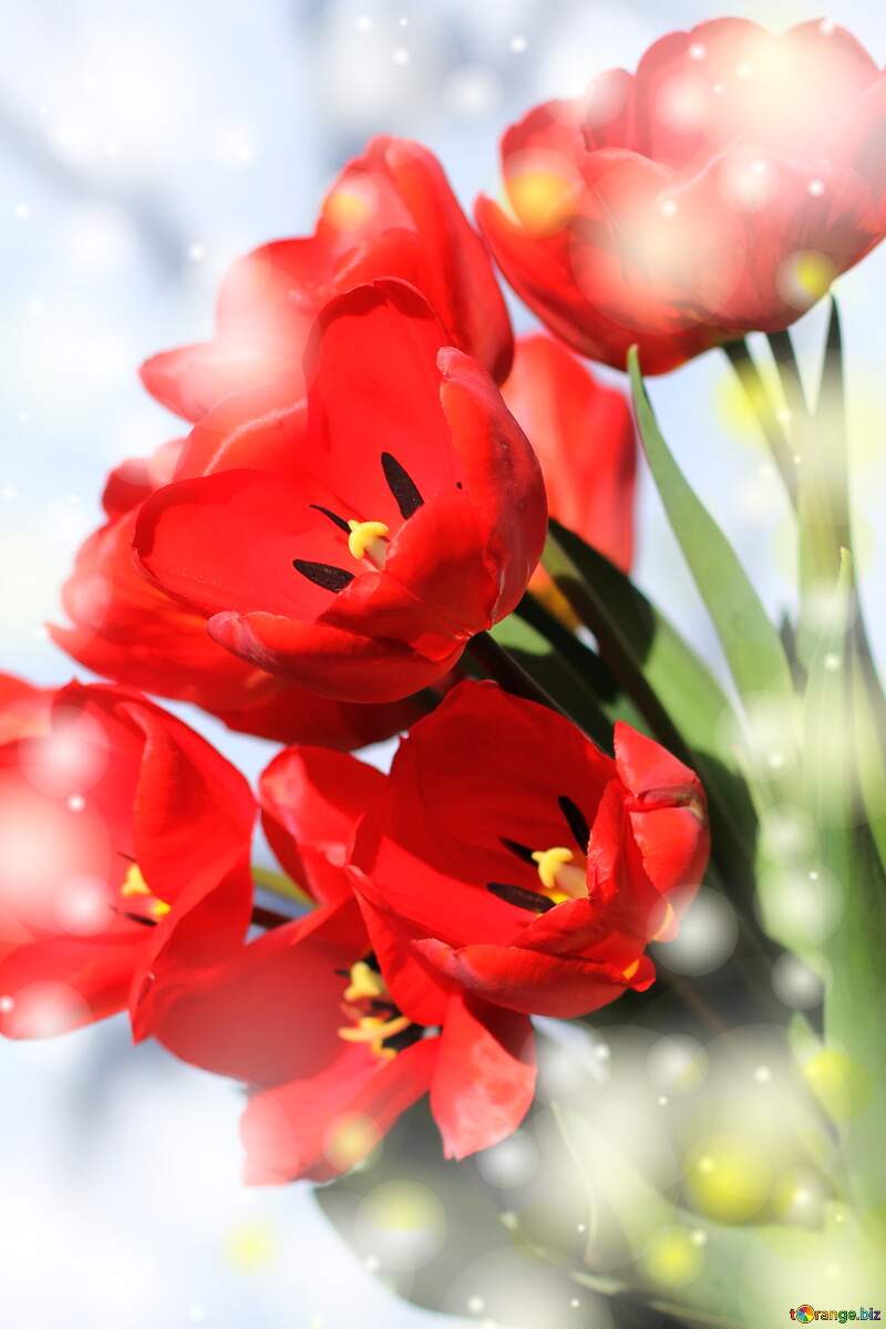 red tulips Background №27447
