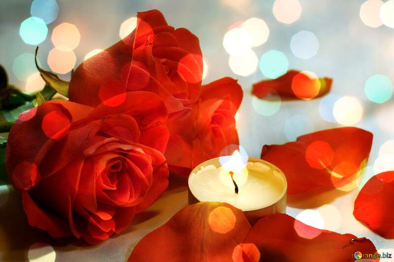 Romantic roses petals №7275
