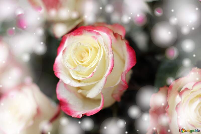 Roses flower background №22773