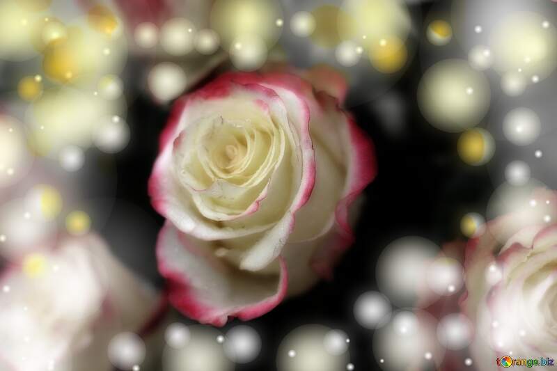 Roses flower card background №22773