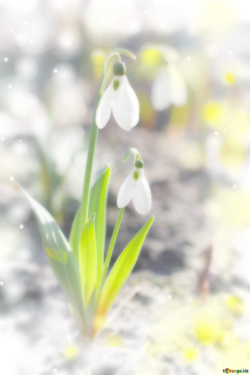 Snow Bell flower light background №56028