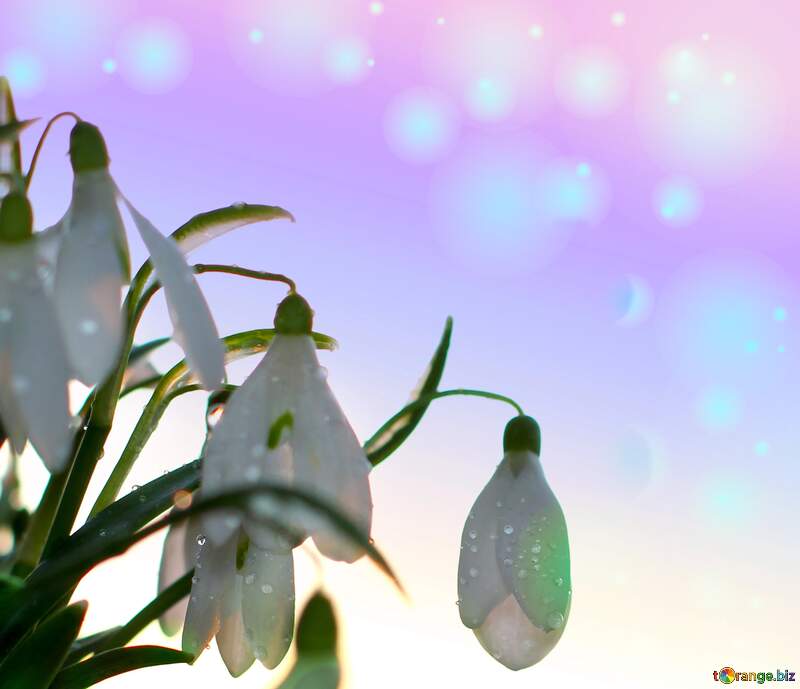 Snowdrop spring background №38229