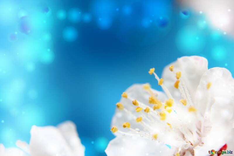 Spring flower background for desktop bokeh blue №29889