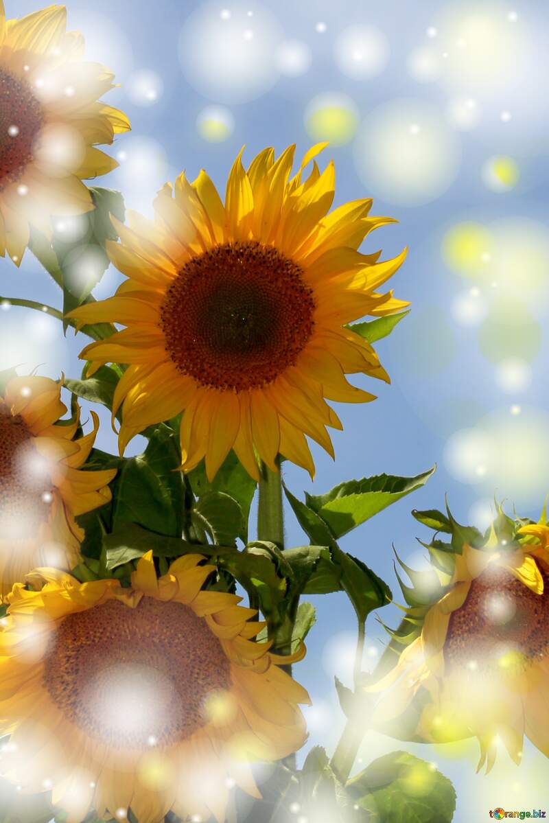 Sunflower`s card  background №32695