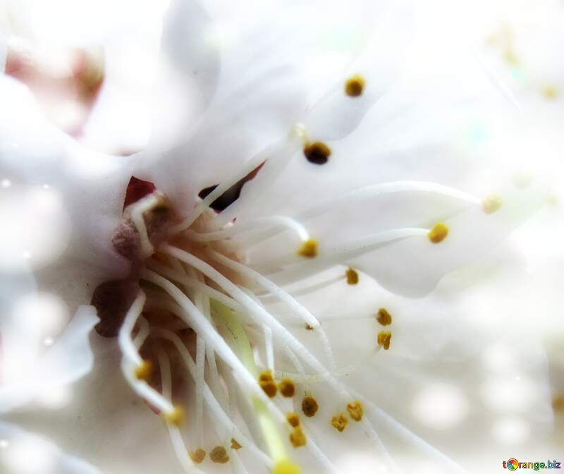 Тло біла квітка №29919