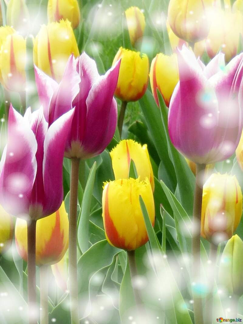 Tulips flowers background №31162