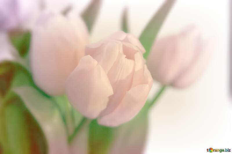 tulips white light background №949