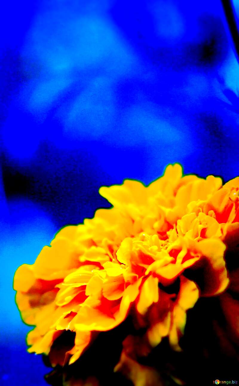 Ukrainian flower №33464