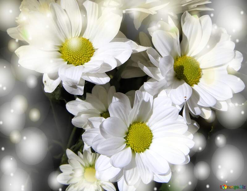 White flowers background №26592