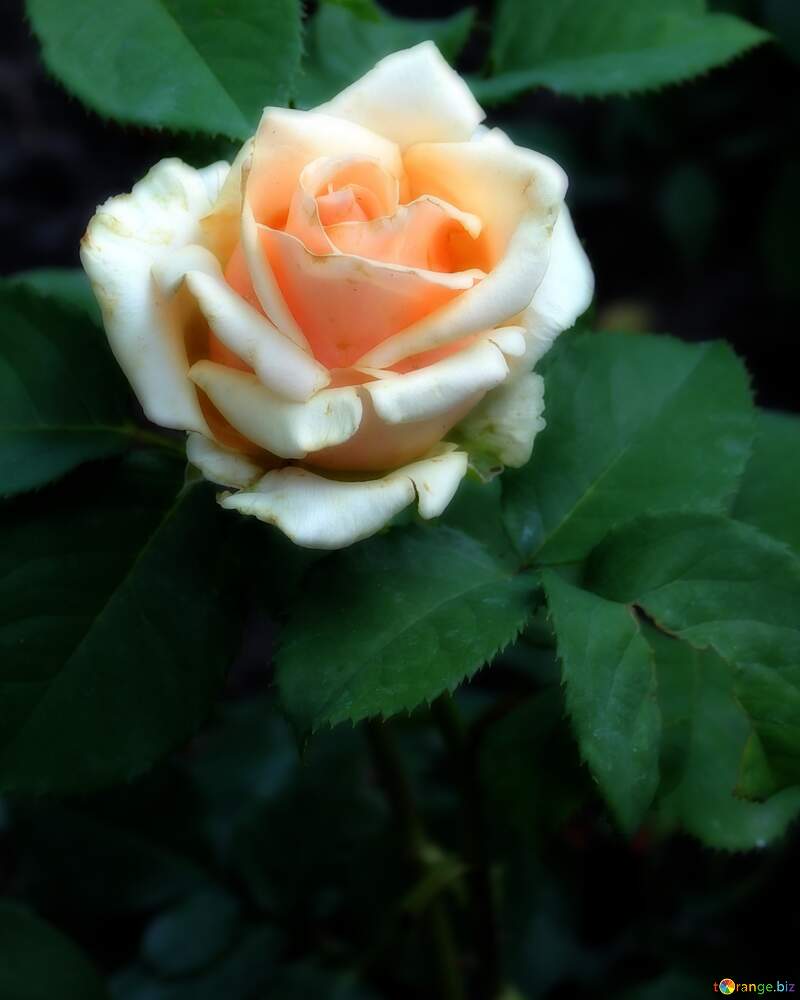 White rose in the garden background №20629