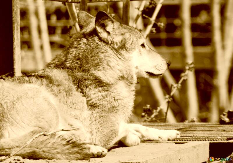 Wolf sepia colors №4565