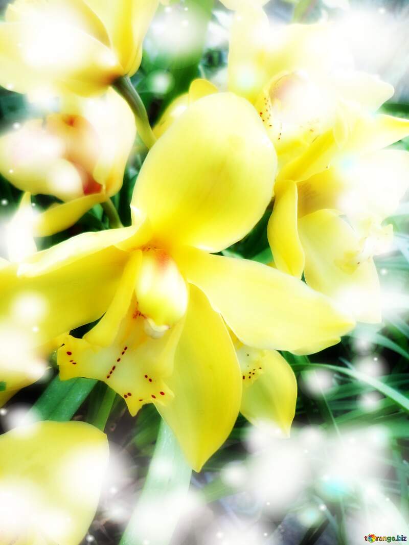 Yellow Orchid №29322