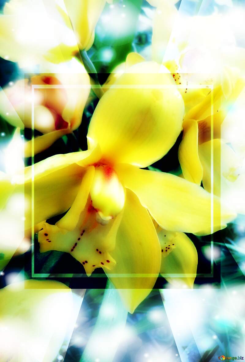 Yellow Orchid template №29322
