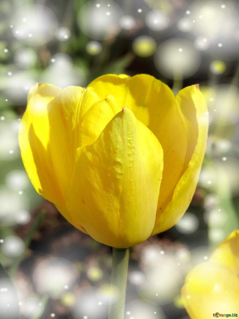 yellow tulip background №24017