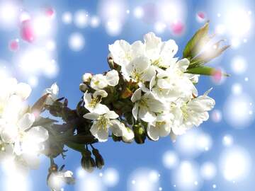 FX №263082 Ці білі квіти на дереві весною нагадують про чистоту...