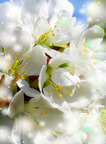 FX №263042 Білі квіти на деревах - це як сніг, який повільно тане...
