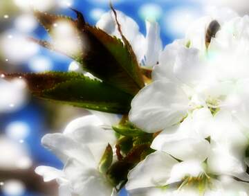 FX №263037 Білі квіти на деревах - це як світло в темряві, що...