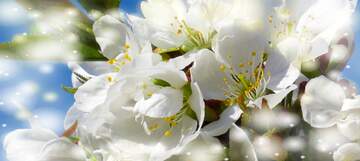 FX №263049 Білі квіти на деревах - це чистота та ніжність природи.