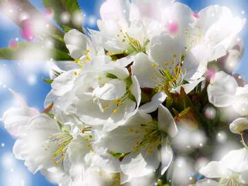 FX №263044 Білі квіти на деревах - це краса, яка здатна здивувати...