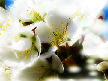 FX №263046 Білі квіти на деревах - це мелодія, що звучить у нашій...