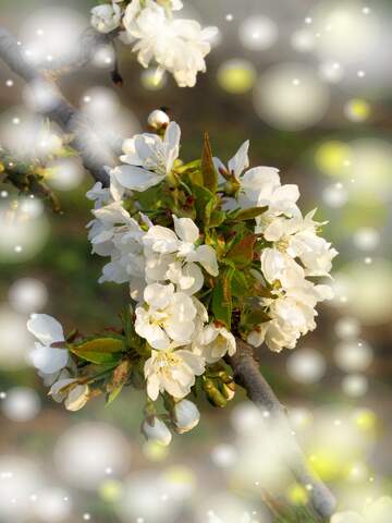 FX №263067 Білі квіти на деревах - найкращий спосіб відзначити...