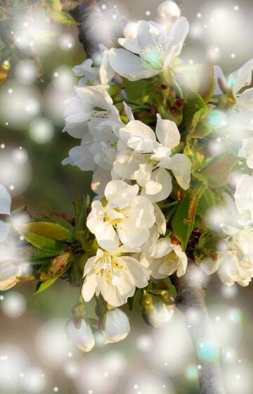 FX №263066 Білі квіти на деревах ніжно покривають природу...