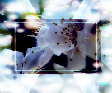 FX №263057 Білі квіти на дереві - це символ весняного оновлення...