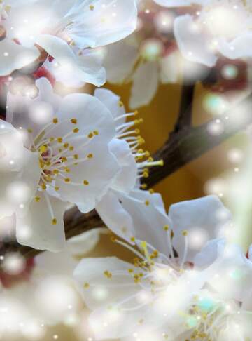 FX №263054 Білі квіти на дереві - це тиша та спокій в шумному...