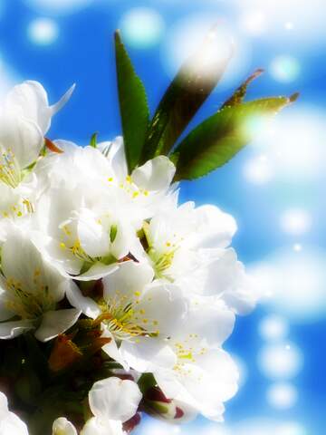 FX №263084 Білі квіти на дереві - це весняна чарівність і...