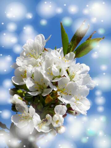 FX №263090 Білі квіти на дереві створюють таку ніжність, яка...