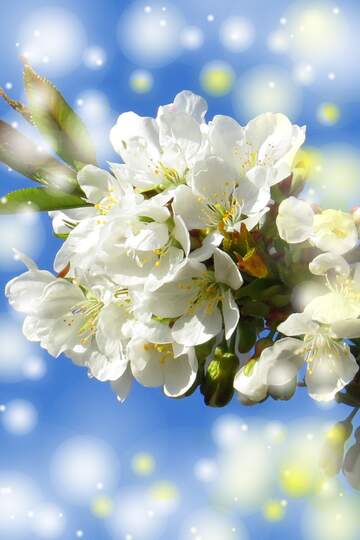 FX №263074 Білі квіти на дереві весною - це дивовижний символ...