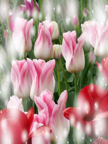 FX №263191 Buona primavera, che questi tulipani ti portino la freschezza della stagione.