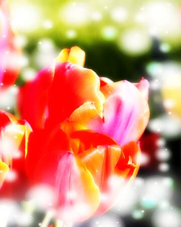 FX №263215 Buona primavera, che questi tulipani ti portino la freschezza e la vitalità della primavera.