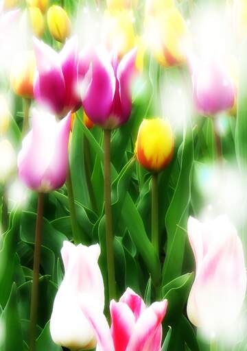 FX №263220 Buona primavera, che questi tulipani ti portino la freschezza e la vitalità della nuova stagione.