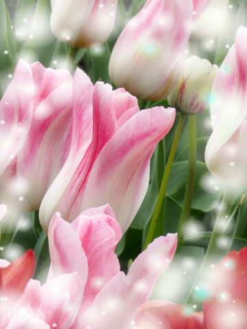 FX №263196 Buona primavera, che questi tulipani ti portino la speranza e la felicità.