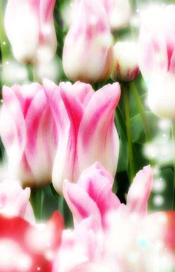 FX №263198 Che questi tulipani ti portino la forza e il coraggio per affrontare ogni giorno della tua vita.