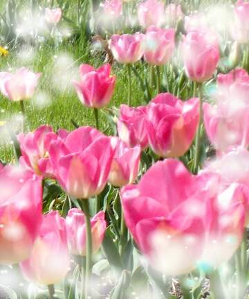 FX №263206 Che questi tulipani ti portino la gioia e la felicità che hai sempre desiderato.