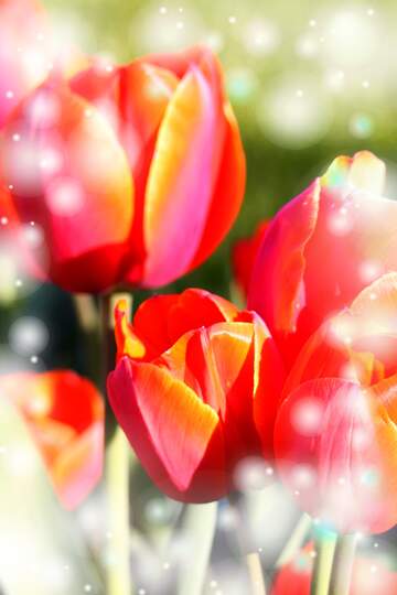 FX №263212 Che questi tulipani ti portino la pace e la serenità che stai cercando nella tua vita.