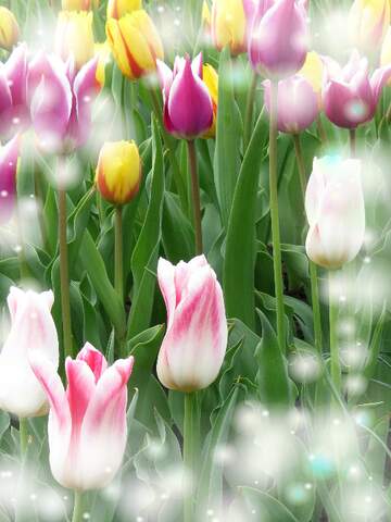 FX №263222 Che questi tulipani ti portino la pace e la tranquillità che stai cercando nella tua vita.